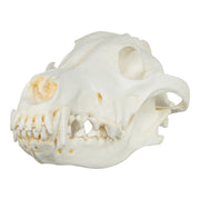 Replica Gray Wolf Skull (Teaching Quality)