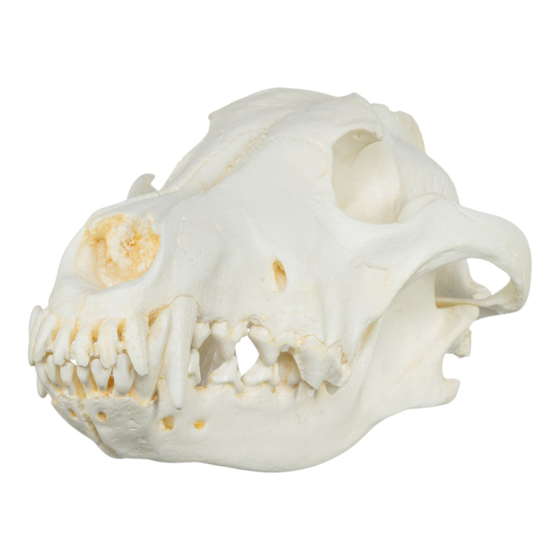 Replica Gray Wolf Skull (Teaching Quality)