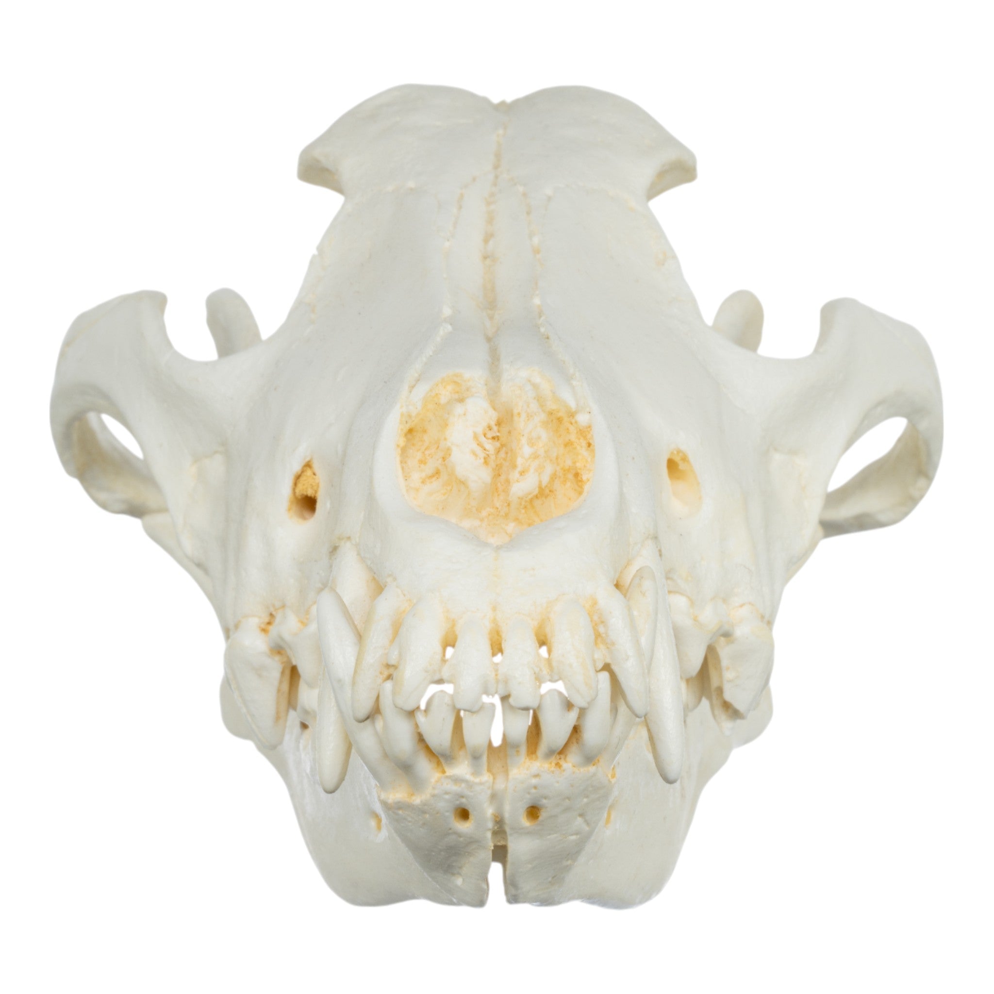 Replica Gray Wolf Skull (Teaching Quality) For Sale — Skulls