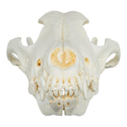 Replica Gray Wolf Skull (Teaching Quality)