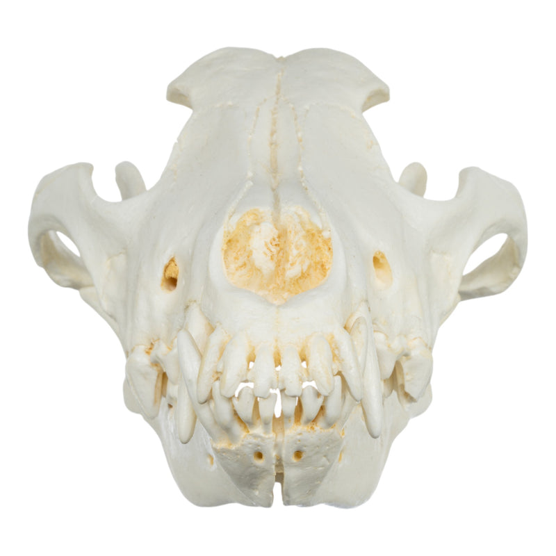 Replica Gray Wolf Skull (Teaching Quality)