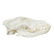 Replica Gray Wolf Skull (Teaching Quality)