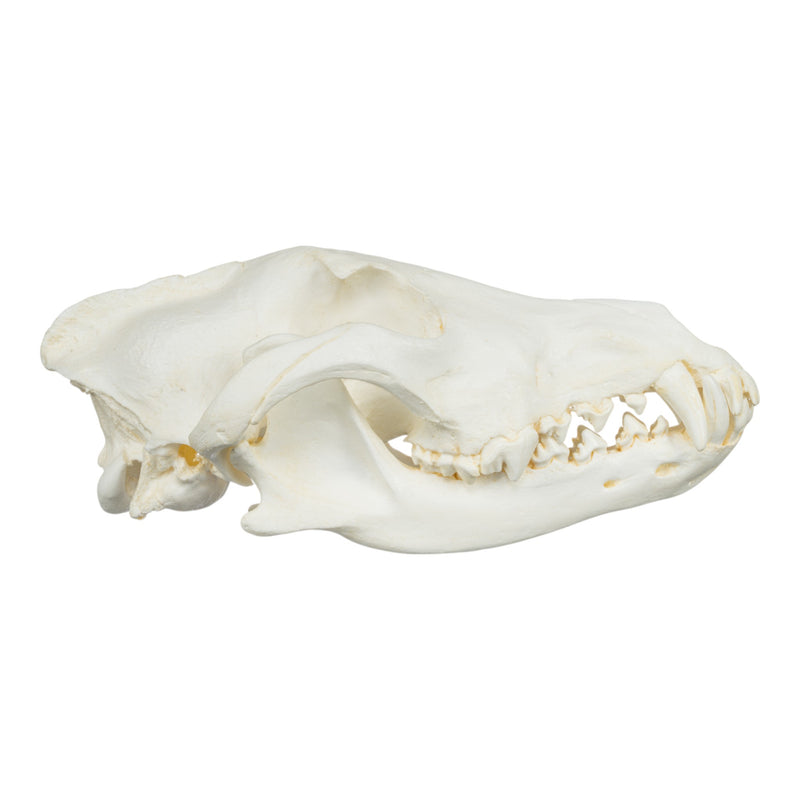 Replica Gray Wolf Skull (Teaching Quality)