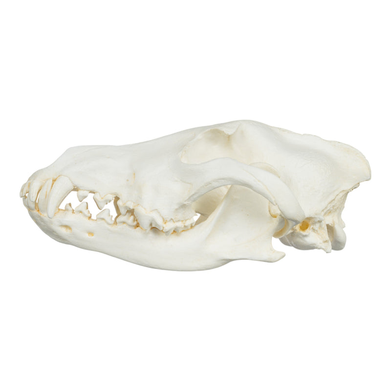 Replica Gray Wolf Skull (Teaching Quality)