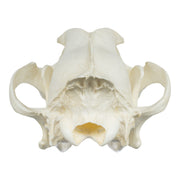 Replica Gray Wolf Skull (Teaching Quality)