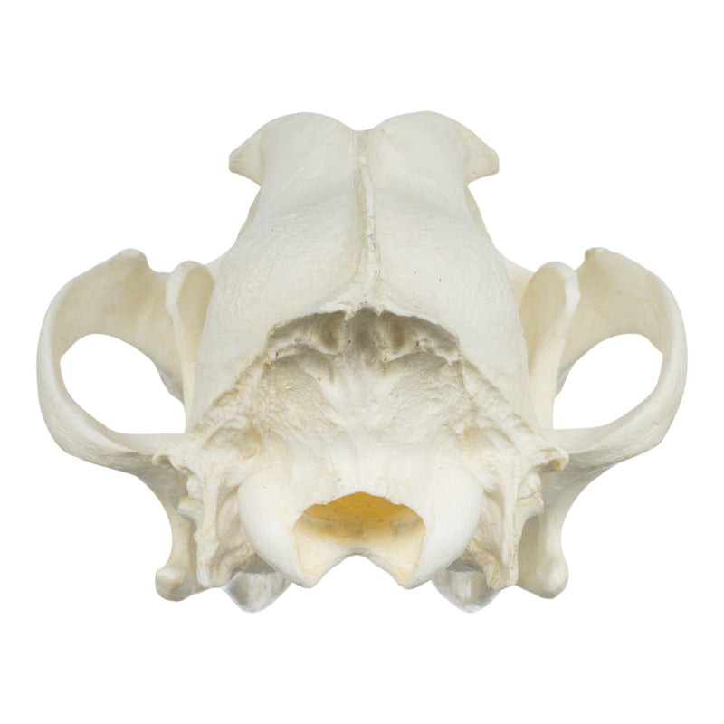 Replica Gray Wolf Skull (Teaching Quality)