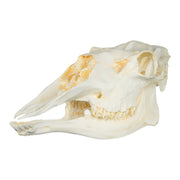 Replica American Moose Skull - Female