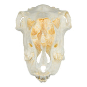 Replica American Moose Skull - Female