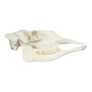 Replica American Moose Skull - Female