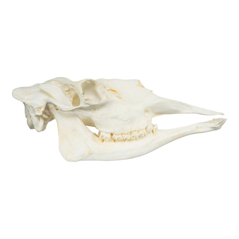 Replica American Moose Skull - Female