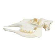 Replica American Moose Skull - Female