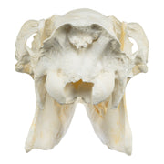Replica American Moose Skull - Female