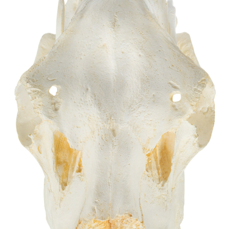 Replica American Moose Skull - Female