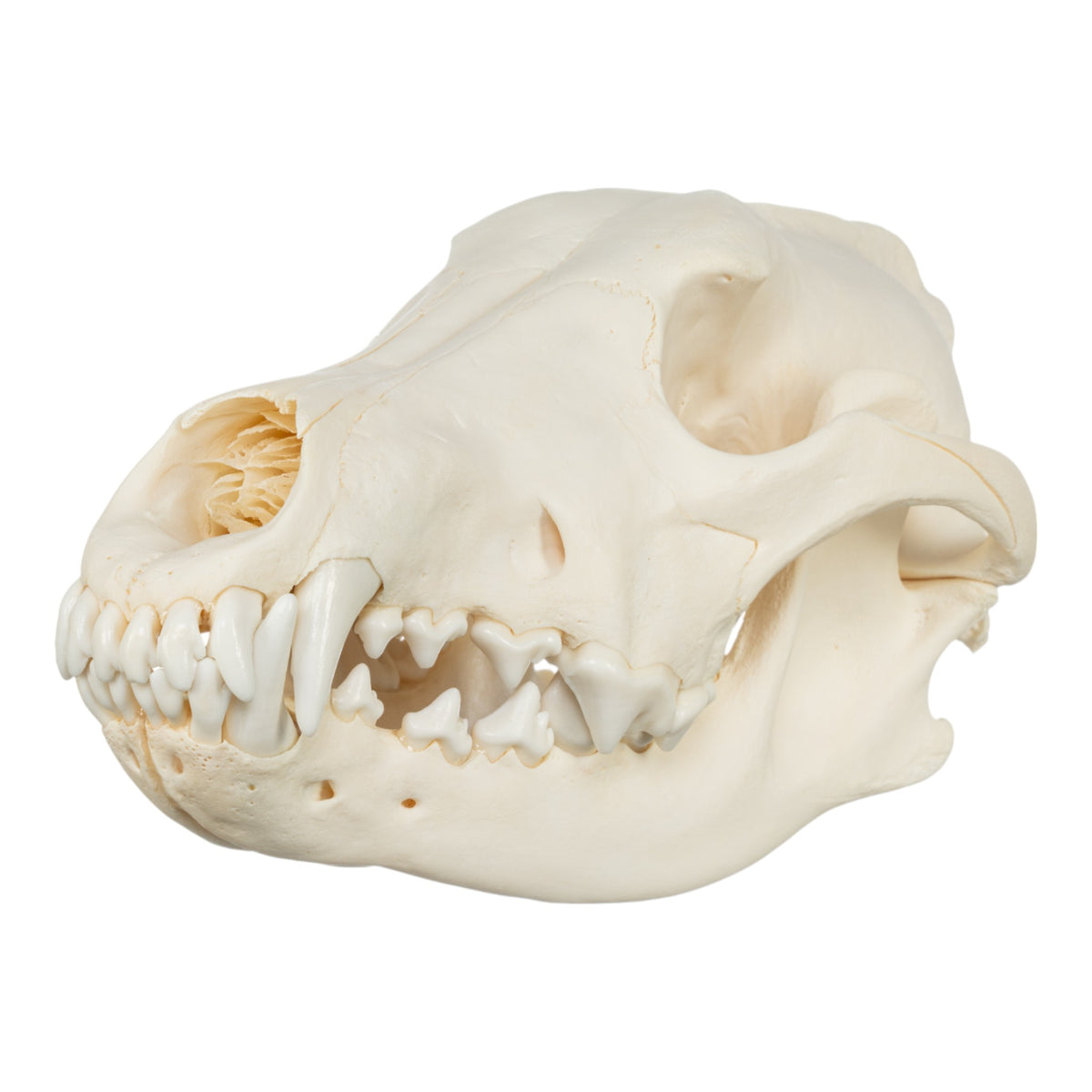 Skull Rreal Real Adolescent Gray Wolf Skull For Sale — Skulls Unlimited ...