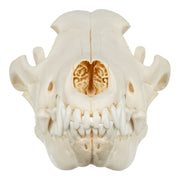 Real Gray Wolf Skull - Adolescent