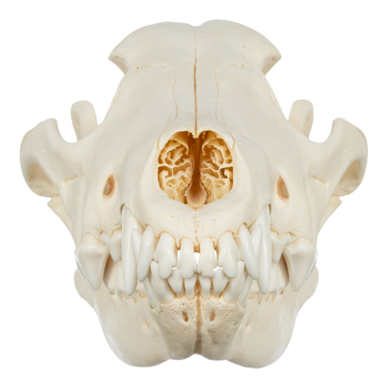 Real Gray Wolf Skull - Adolescent