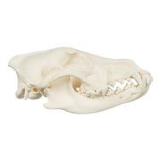 Real Gray Wolf Skull - Adolescent