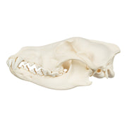 Real Gray Wolf Skull - Adolescent