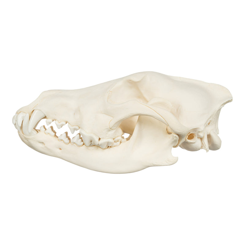 Real Gray Wolf Skull - Adolescent