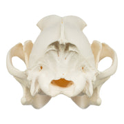 Real Gray Wolf Skull - Adolescent