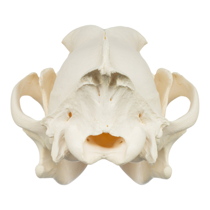 Real Gray Wolf Skull - Adolescent