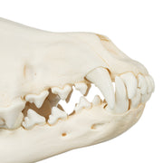 Real Gray Wolf Skull - Adolescent