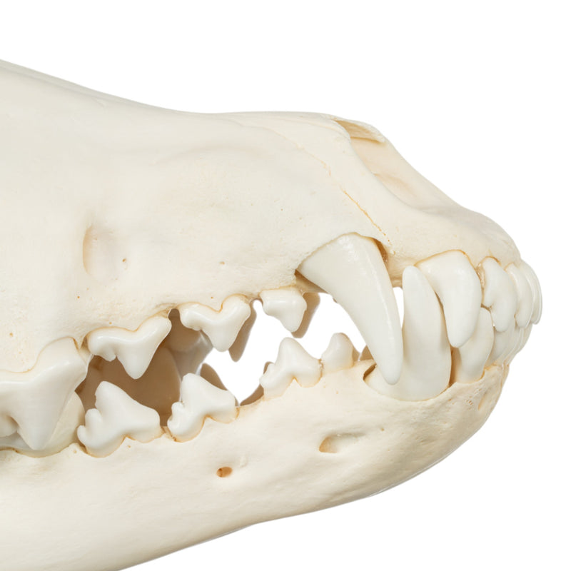 Real Gray Wolf Skull - Adolescent