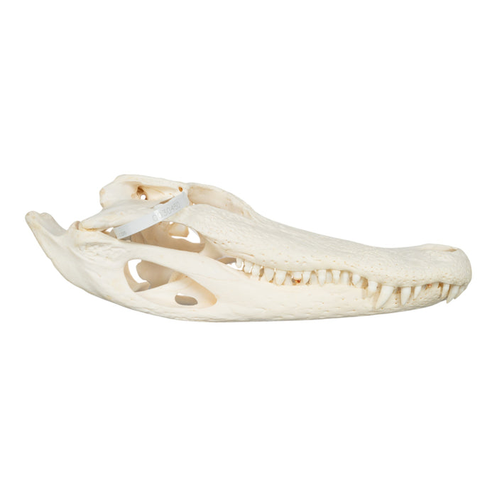 Real American Alligator Skull (16")