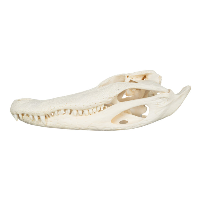 Real American Alligator Skull (16")