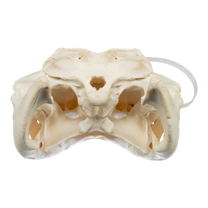 Real American Alligator Skull (16")