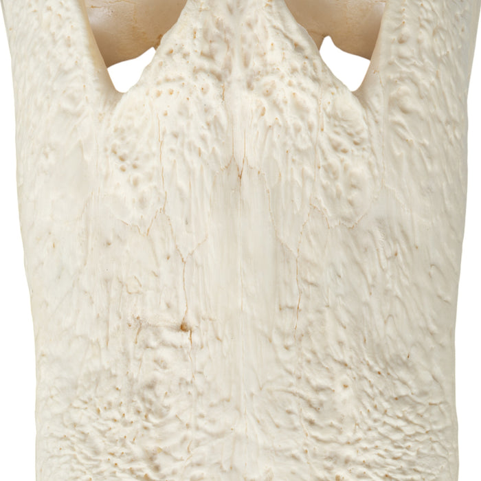 Real American Alligator Skull (16")