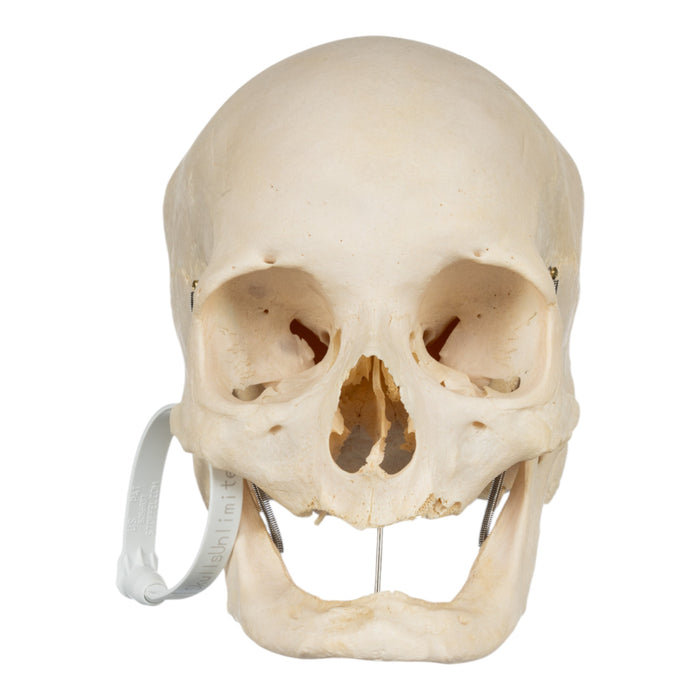 Real Human Skull