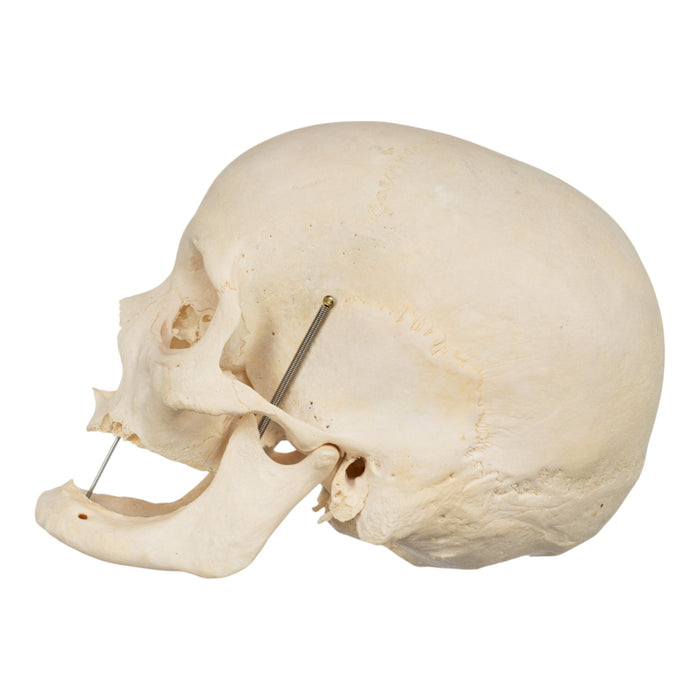 Real Human Skull