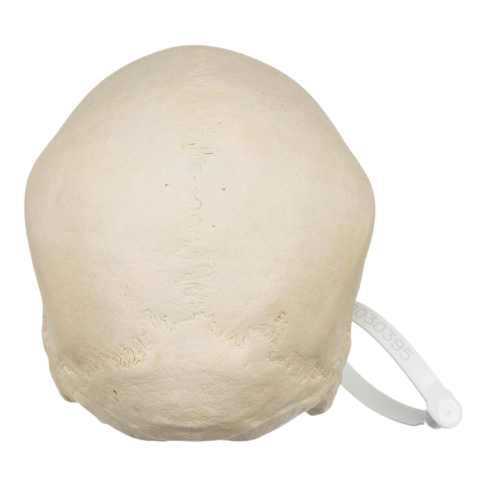 Real Human Skull