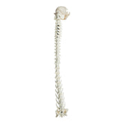 Real Domestic Cat Articulated Spine and Skull - Flexible Model