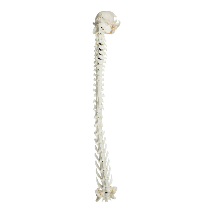 Real Domestic Cat Articulated Spine and Skull - Flexible Model