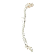 Real Domestic Cat Articulated Spine and Skull - Flexible Model