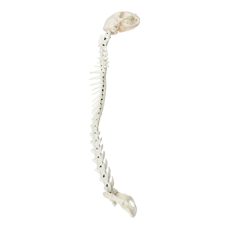 Real Domestic Cat Articulated Spine and Skull - Flexible Model