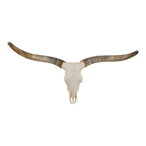 Real Longhorn Skull - Premium