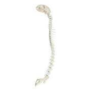 Real Domestic Cat Articulated Spine and Skull - Flexible Model