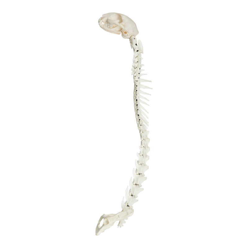 Real Domestic Cat Articulated Spine and Skull - Flexible Model