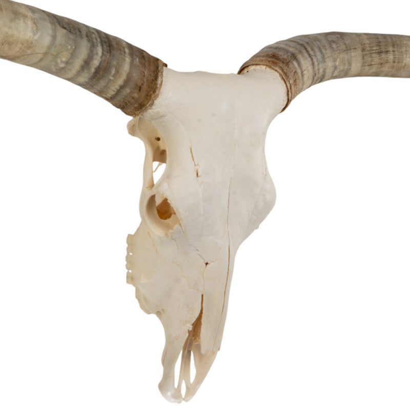 Real Longhorn Skull - Premium