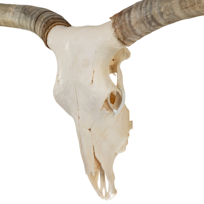 Real Longhorn Skull - Premium