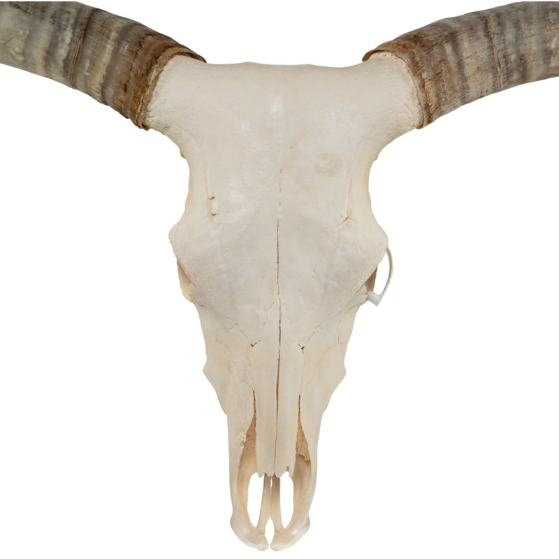 Real Longhorn Skull - Premium