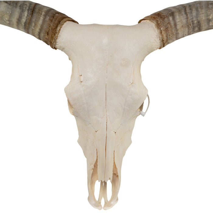 Real Longhorn Skull - Premium