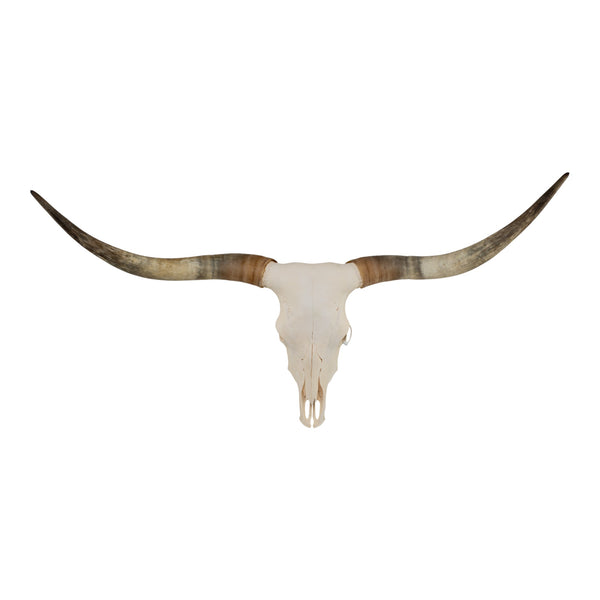 Real Longhorn Skull - Premium