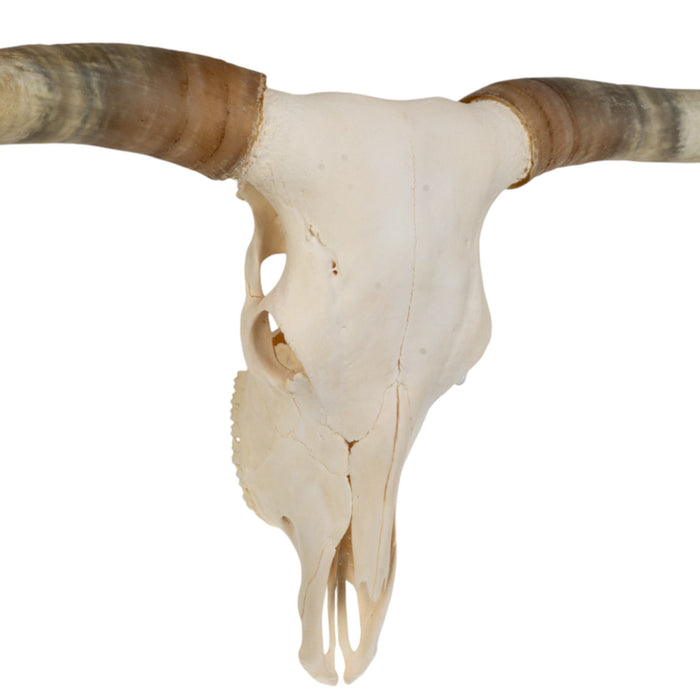 Real Longhorn Skull - Premium