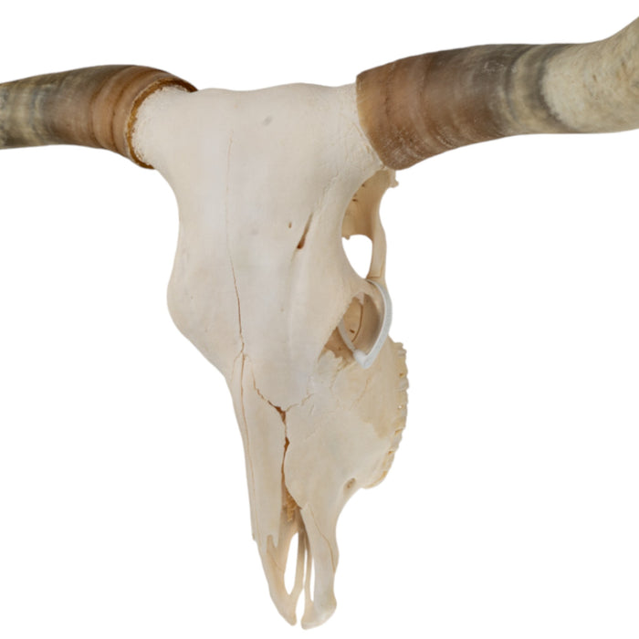 Real Longhorn Skull - Premium