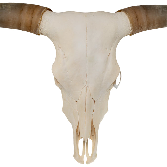 Real Longhorn Skull - Premium