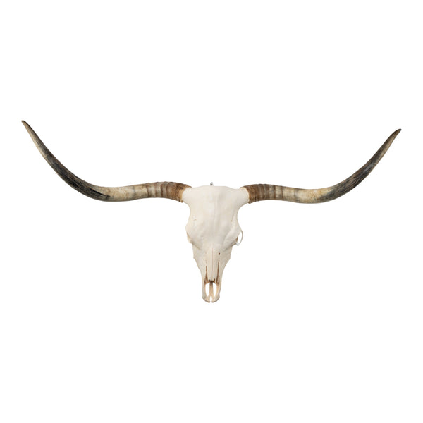 Real Longhorn Skull
